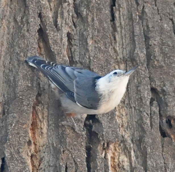 White-breasted Nuthatch (Interior West) - Steven Mlodinow
