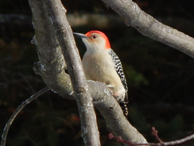 Red-bellied Woodpecker - David Turner