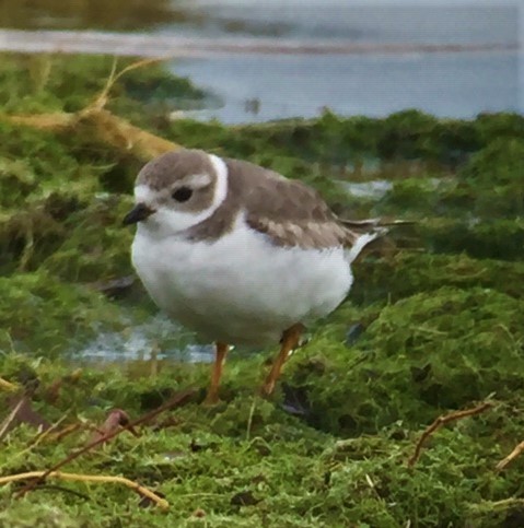Piping Plover - ML126845551
