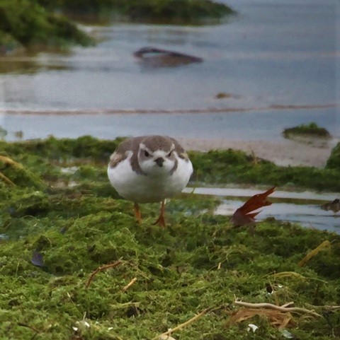 Piping Plover - ML126845571
