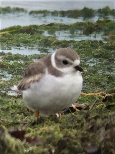 Piping Plover - ML126845581