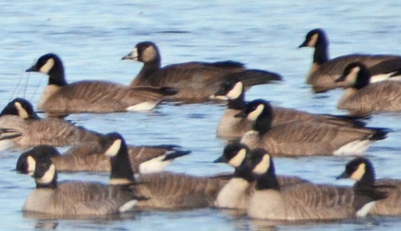 Greater White-fronted x Canada Goose (hybrid) - ML126847151