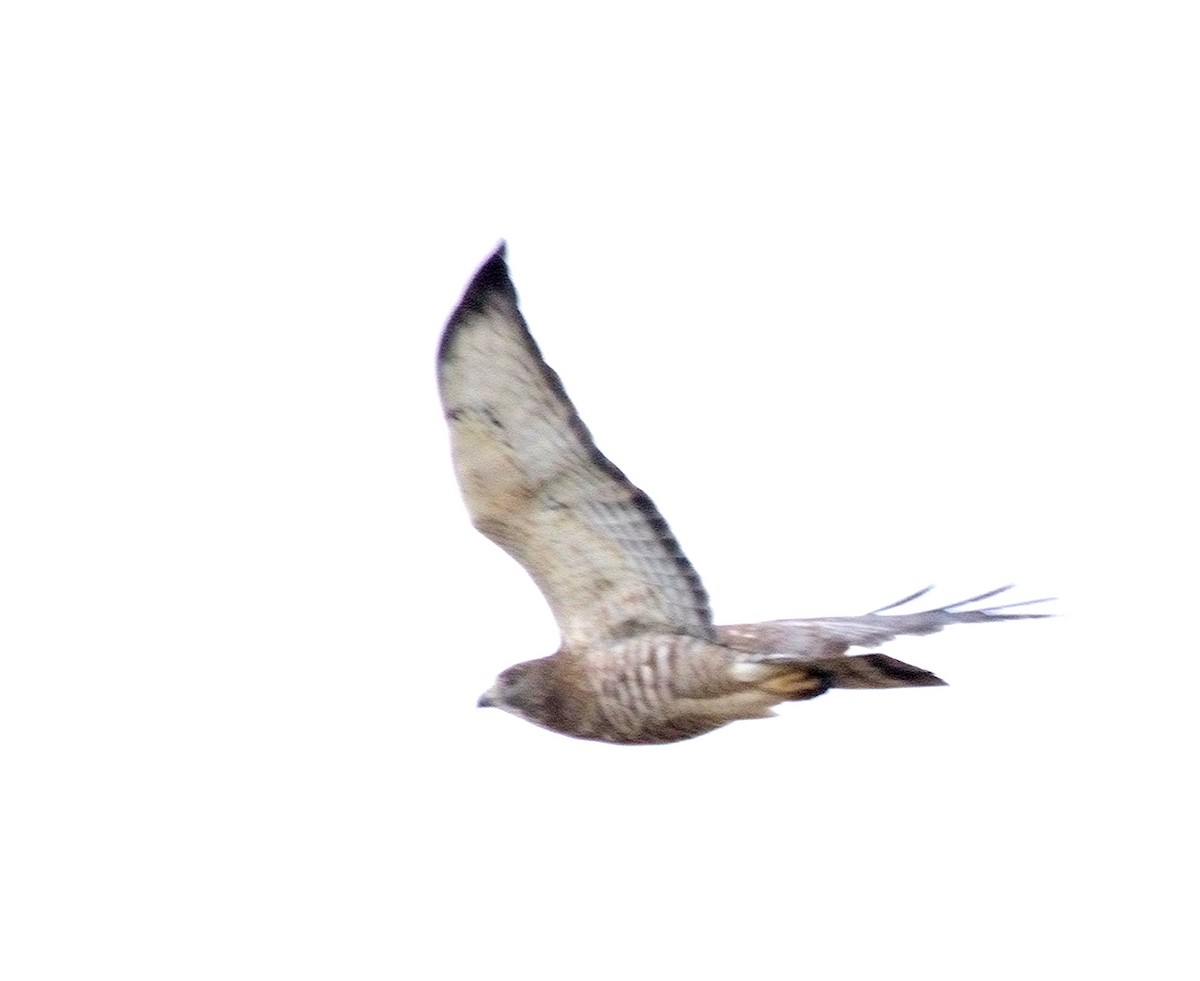Broad-winged Hawk - ML126849791