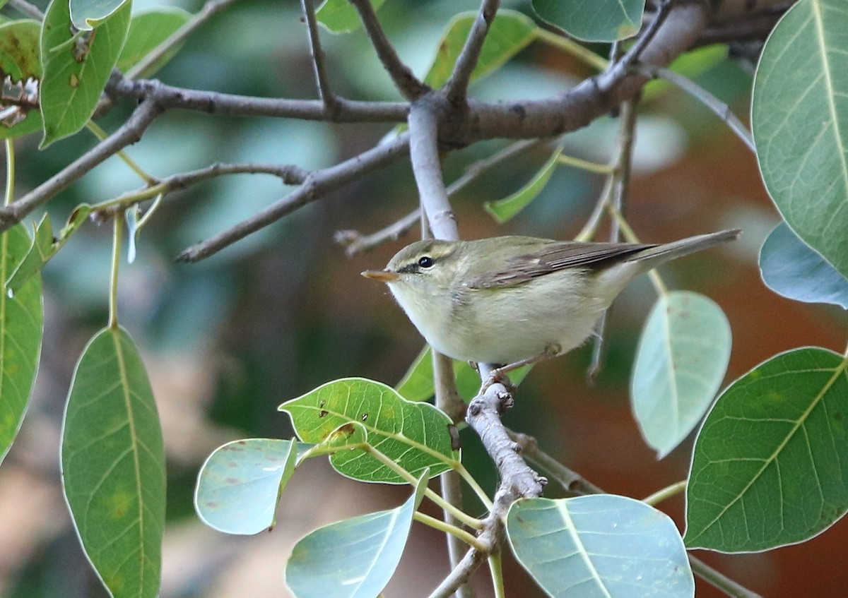 Greenish Warbler - Bhaarat Vyas
