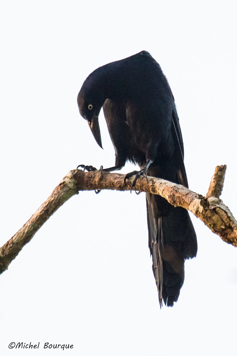 Great-tailed Grackle - ML126854291