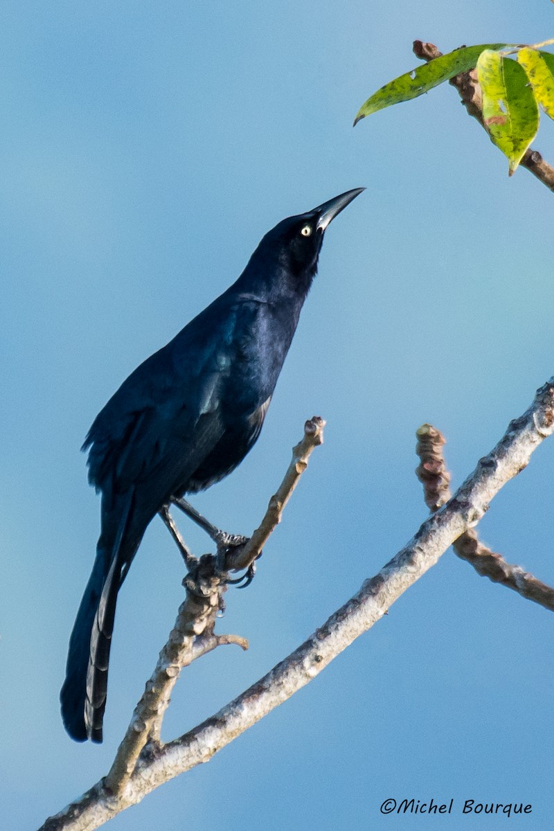 Great-tailed Grackle - Michel Bourque