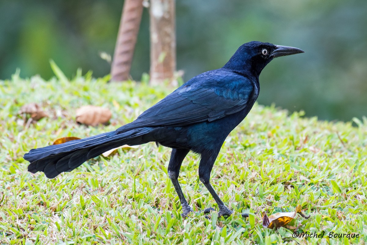 Great-tailed Grackle - ML126854391