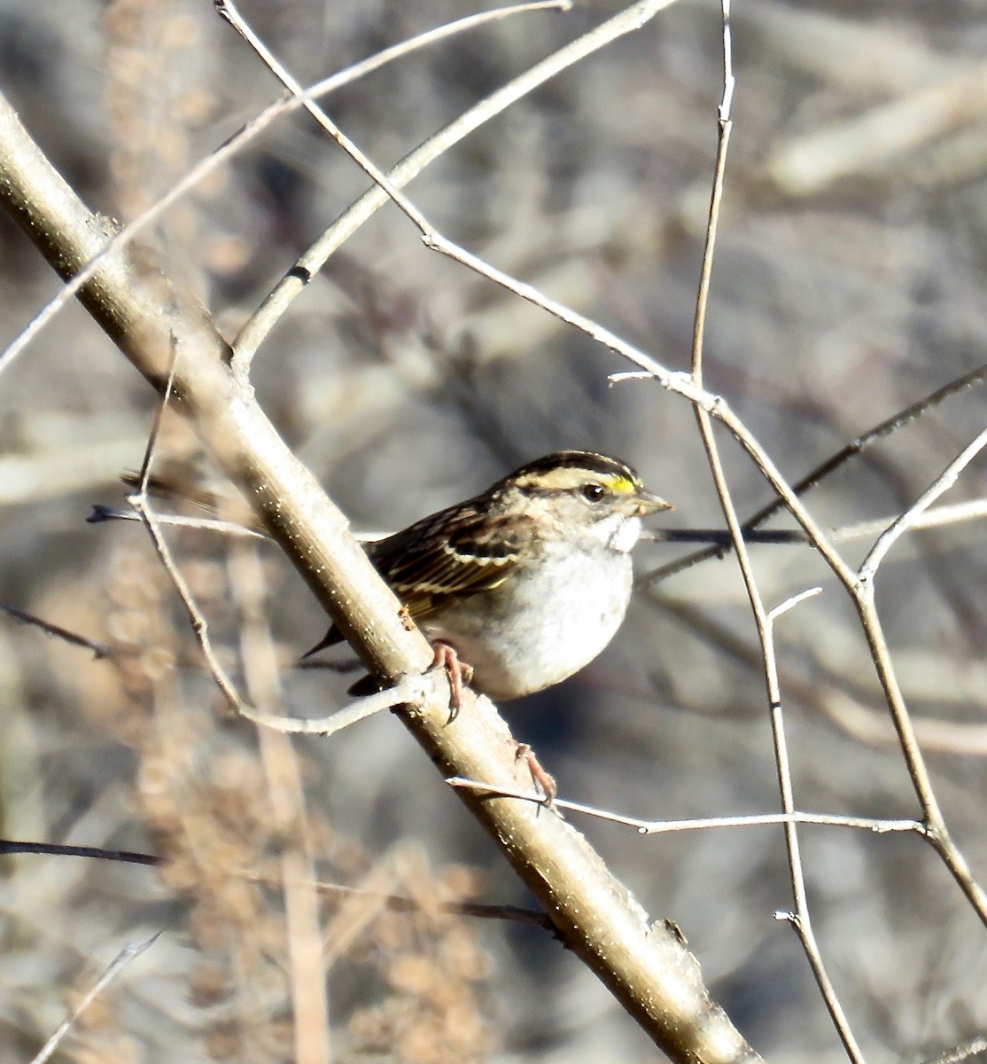 White-throated Sparrow - ML126854841