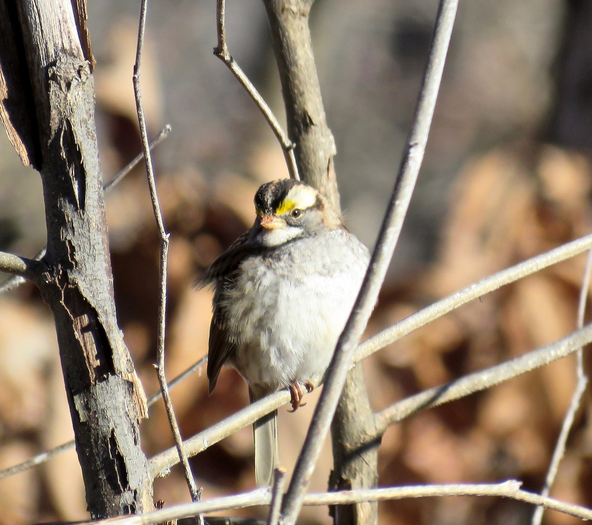 White-throated Sparrow - ML126854861