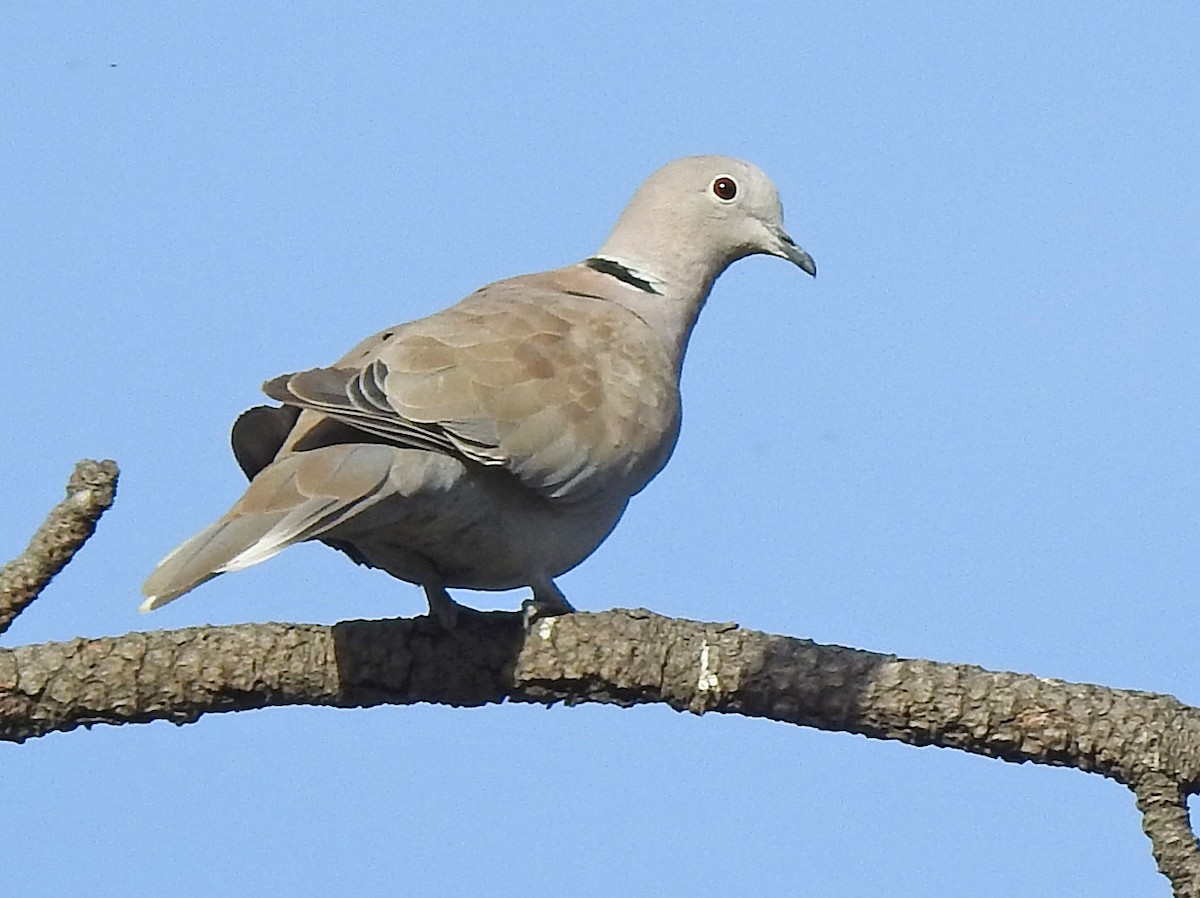 Eurasian Collared-Dove - ML126855251