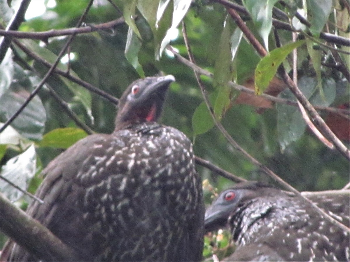 Crested Guan - ML126858761