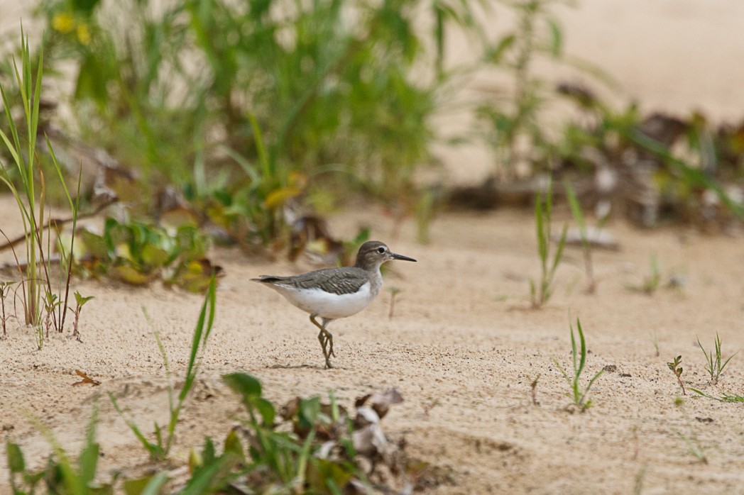 Spotted Sandpiper - Silvia Faustino Linhares