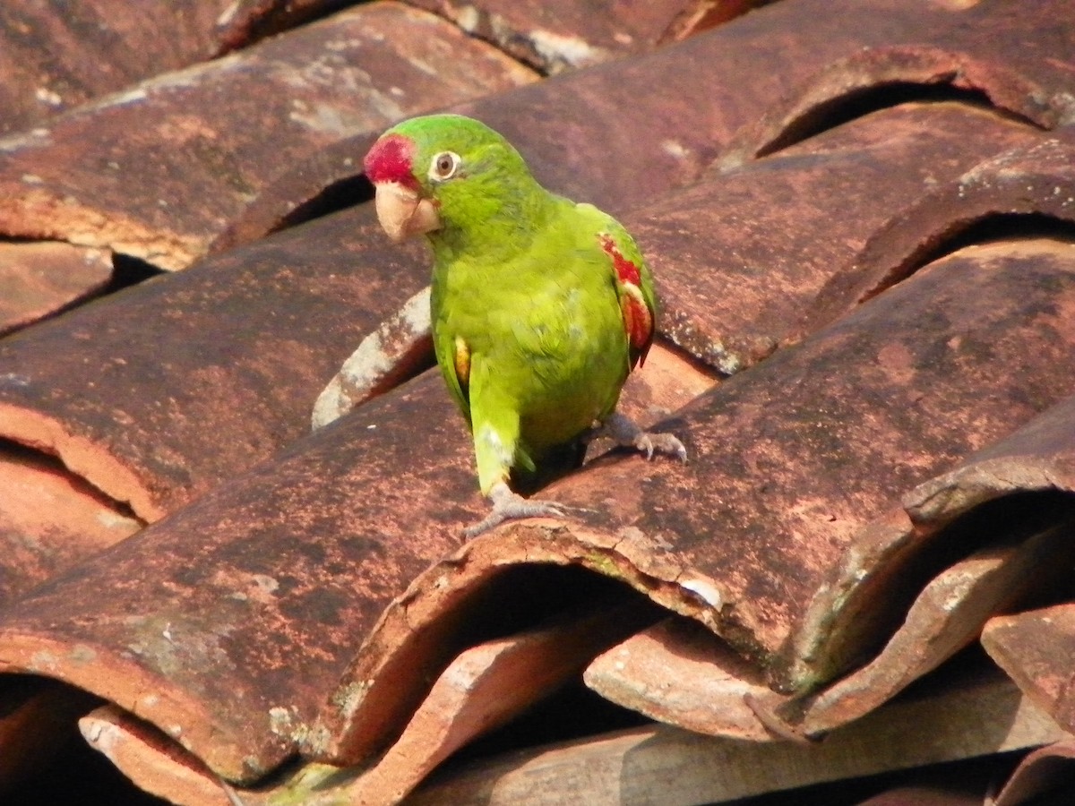 Crimson-fronted Parakeet - Carlos Ulate