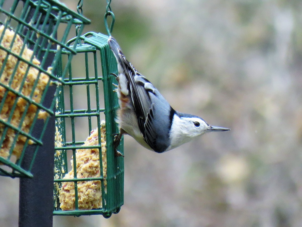 White-breasted Nuthatch - ML126864181