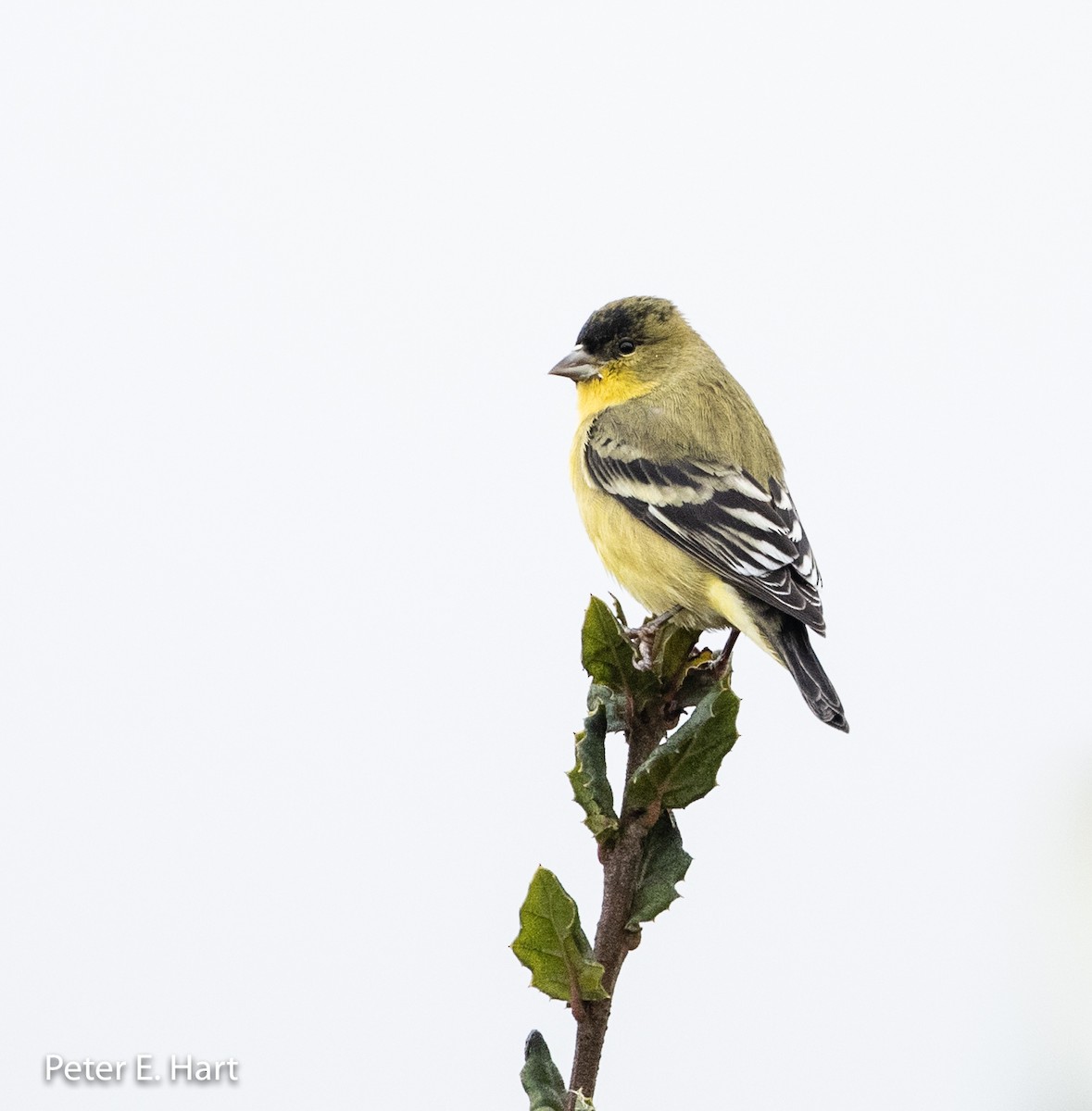 Lesser Goldfinch - Peter Hart