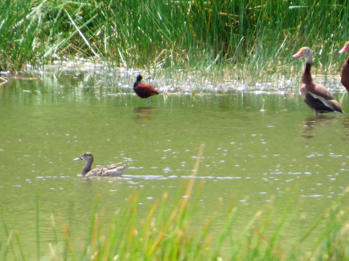 Blue-winged Teal - ML126865261