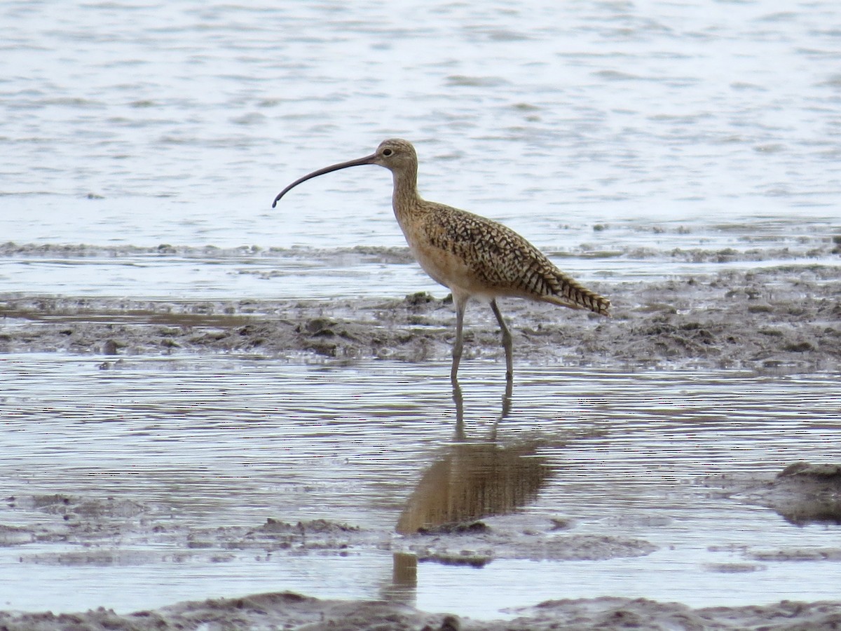 Long-billed Curlew - ML126865341