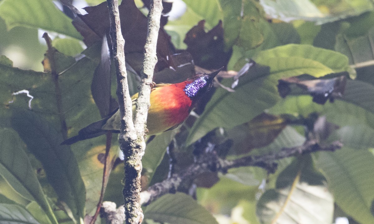 Mrs. Gould's Sunbird (Scarlet-breasted) - ML126867631