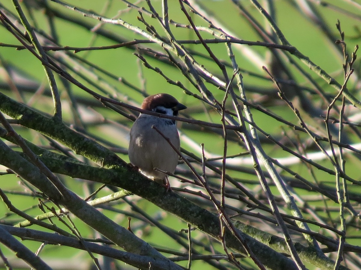 Eurasian Tree Sparrow - ML126867761