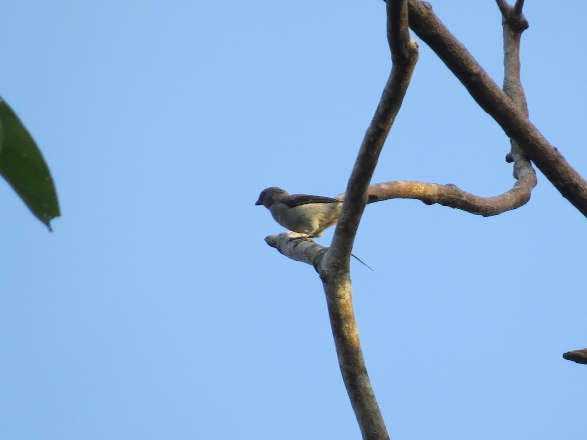 Plain-colored Tanager - ML126868081