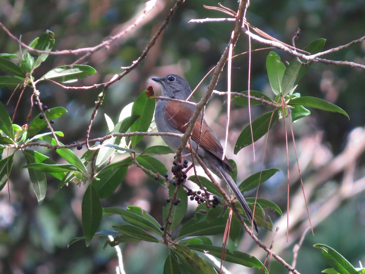 Brown-backed Solitaire - ML126869031