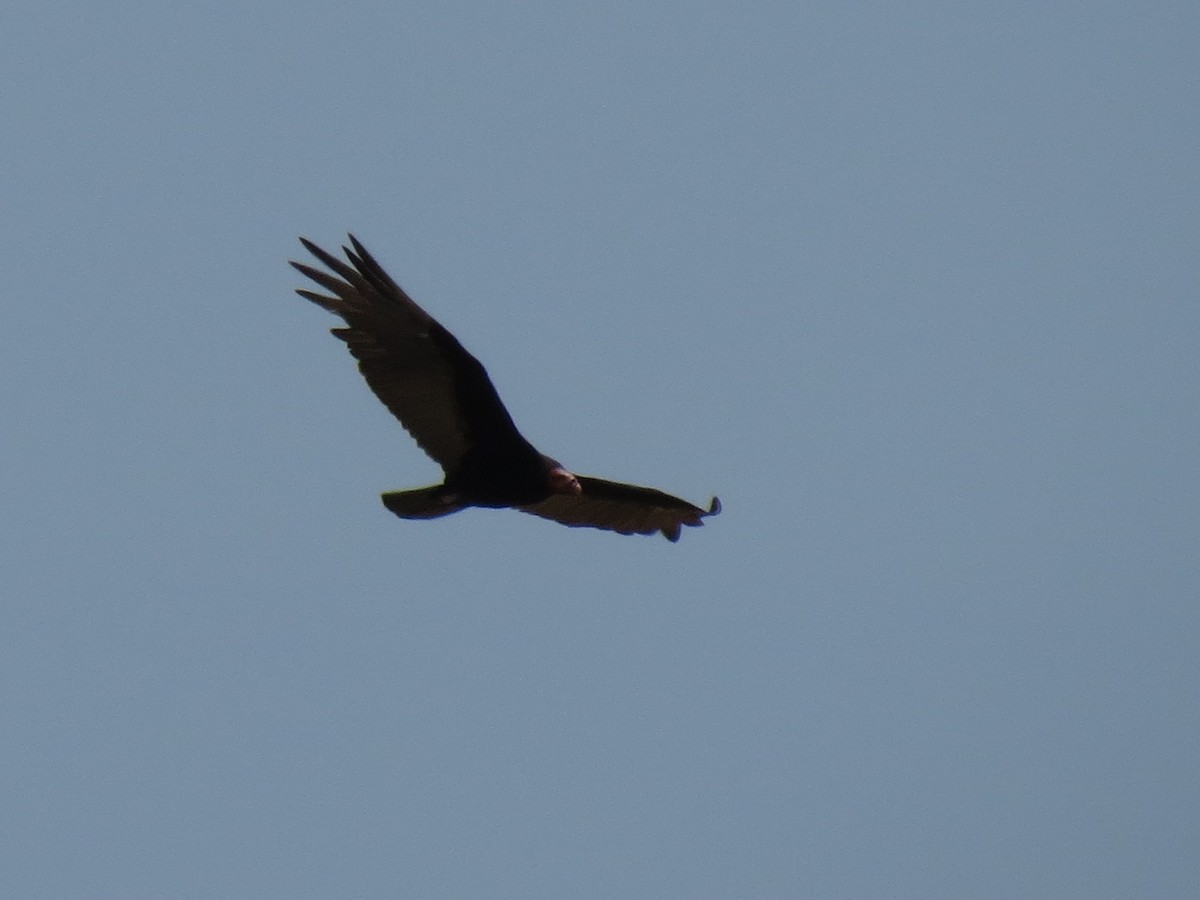 Lesser Yellow-headed Vulture - ML126869701