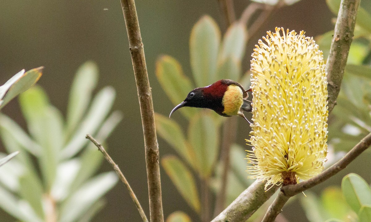 Black-throated Sunbird - Paul Fenwick