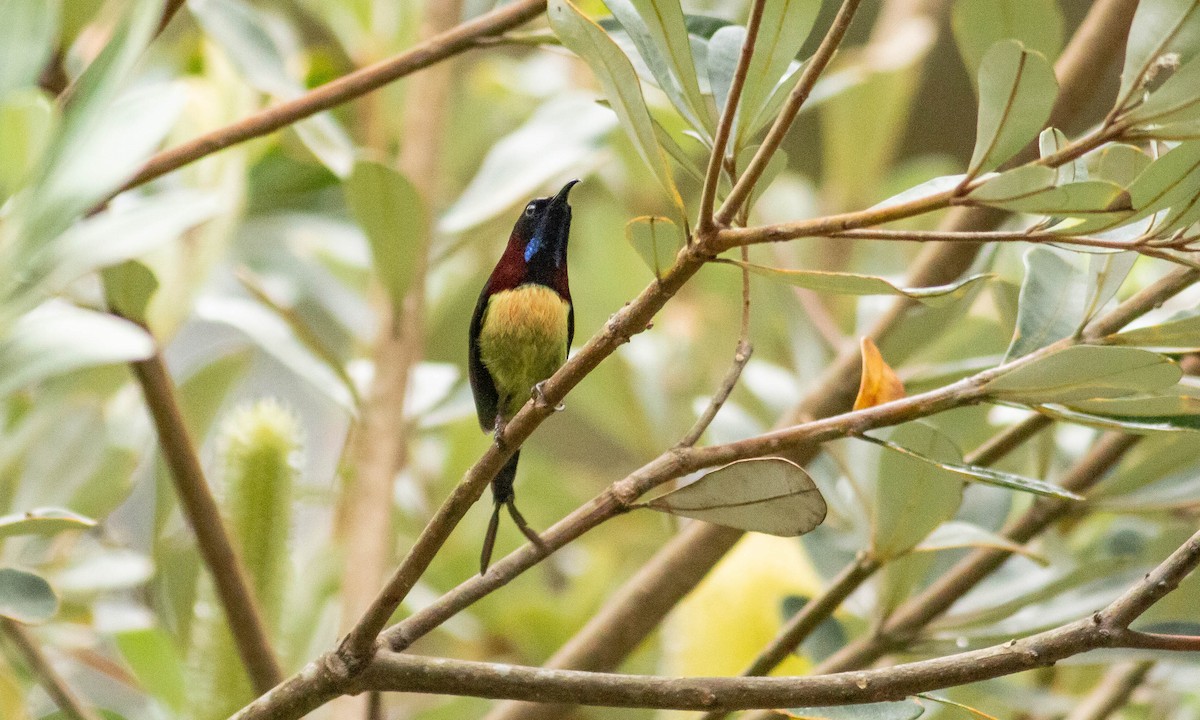 Black-throated Sunbird - Paul Fenwick