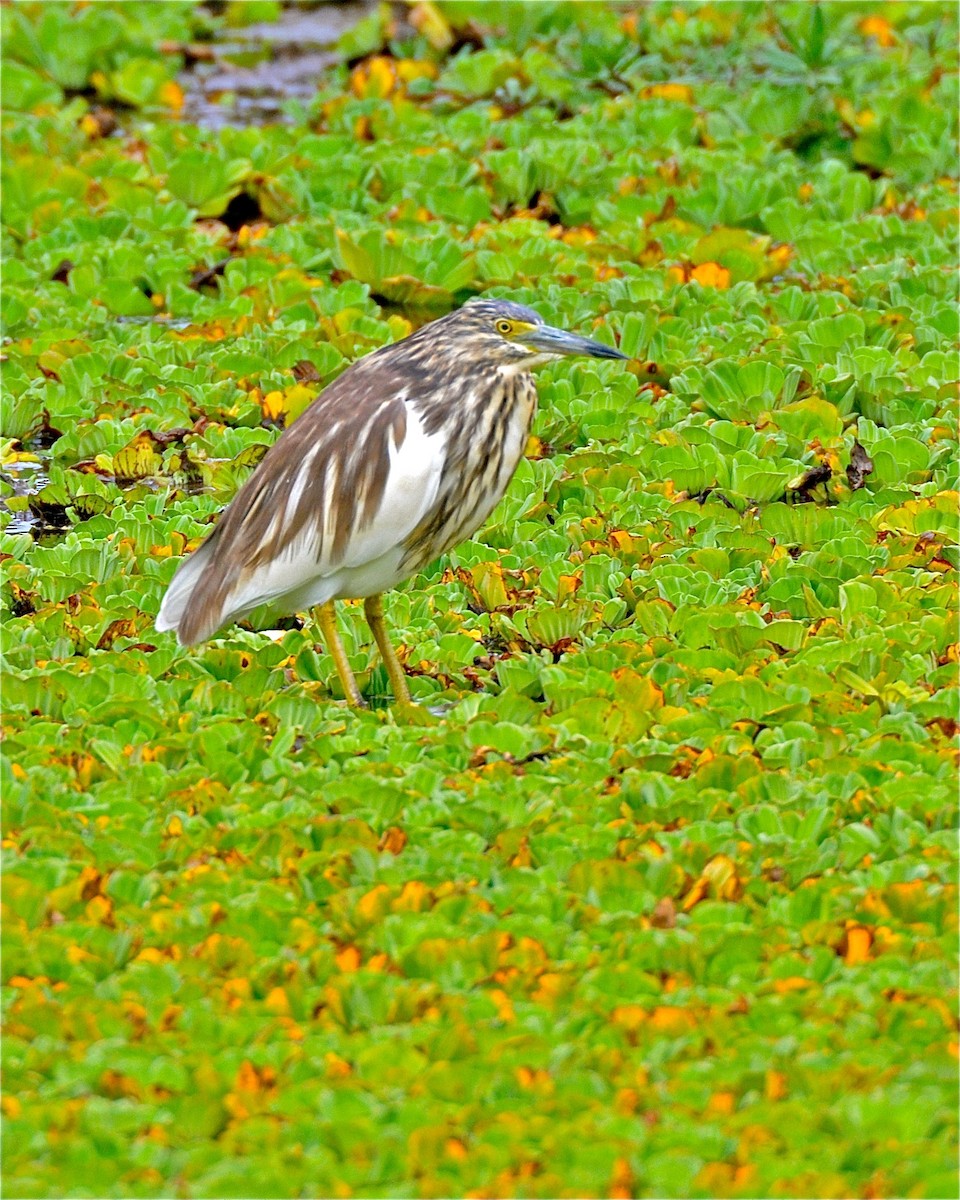 Malagasy Pond-Heron - Gerald Friesen