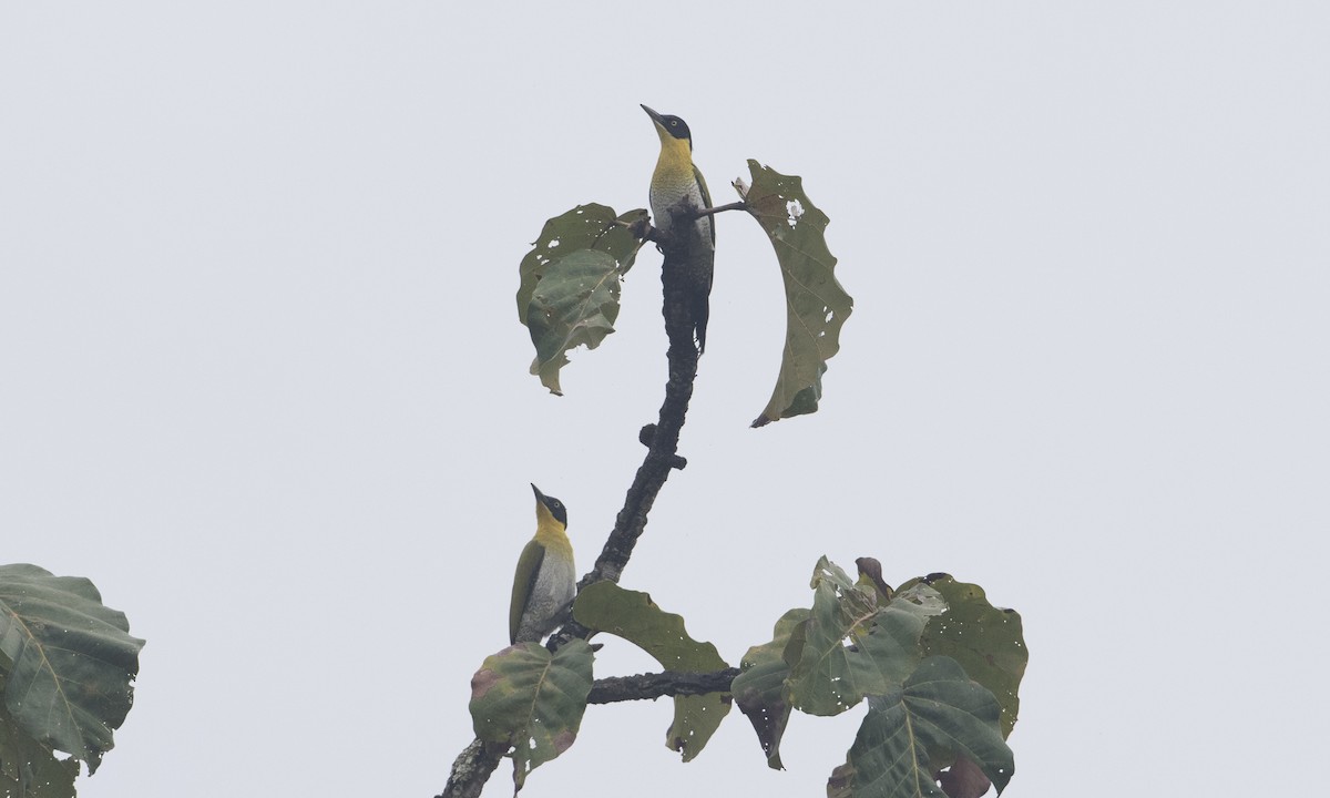 Black-headed Woodpecker - ML126870351