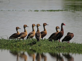 Fulvous Whistling-Duck, ML126870371
