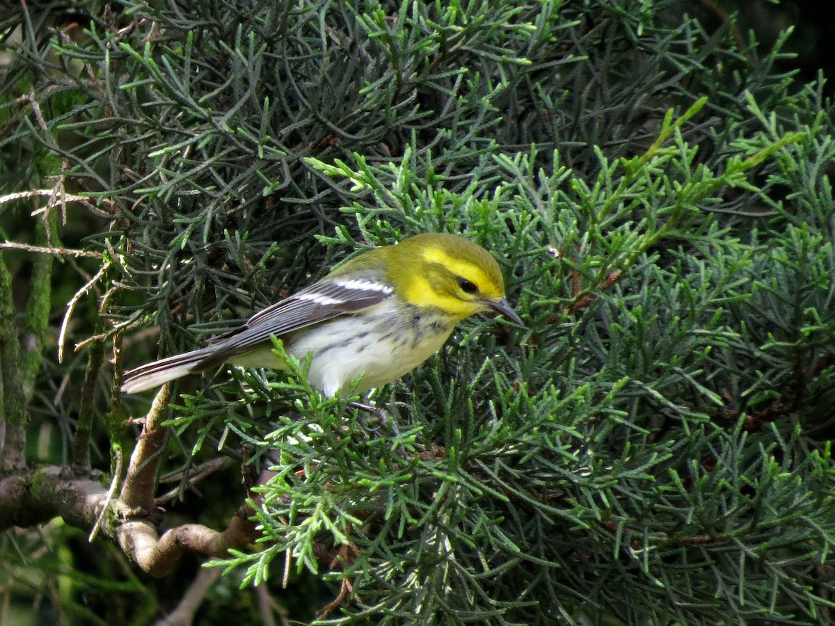Black-throated Green Warbler - John van Dort