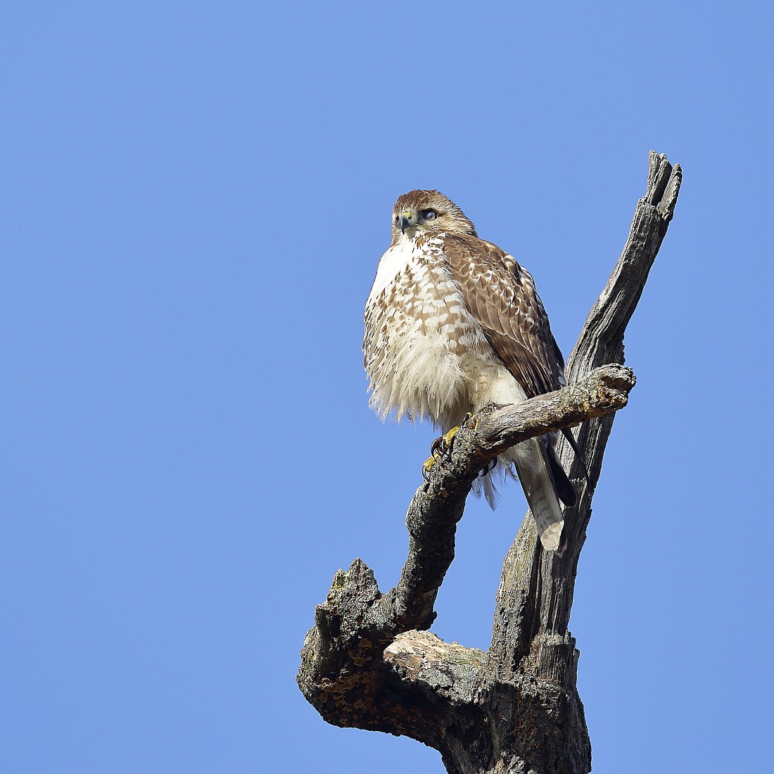 Red-tailed Hawk - Allen Woodliffe