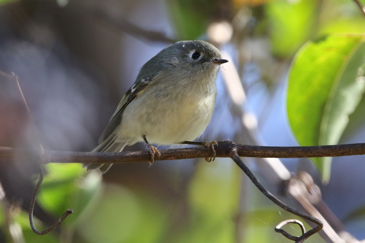 Ruby-crowned Kinglet - William Mahoney