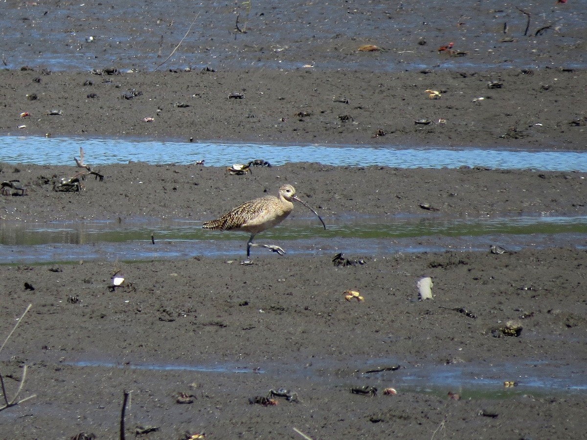 Long-billed Curlew - ML126874871