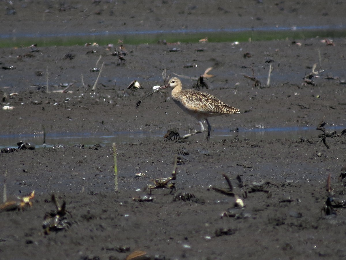 Long-billed Curlew - ML126874891