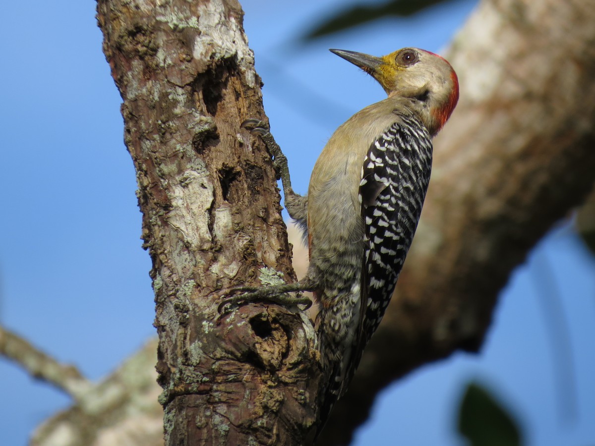 Red-crowned Woodpecker - ML126875931