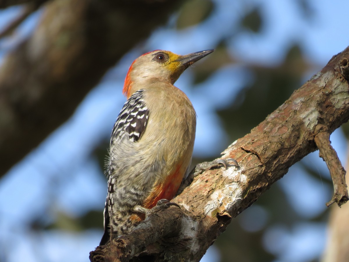 Red-crowned Woodpecker - ML126875951