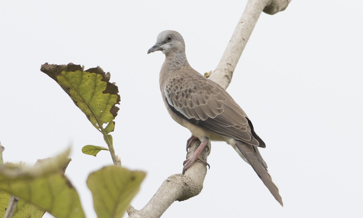 Spotted Dove (Eastern) - ML126878281