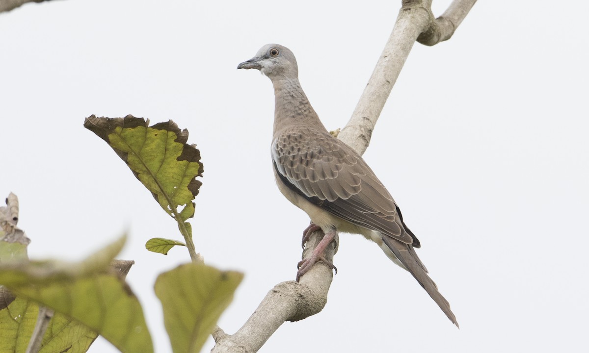 Spotted Dove (Eastern) - ML126878291