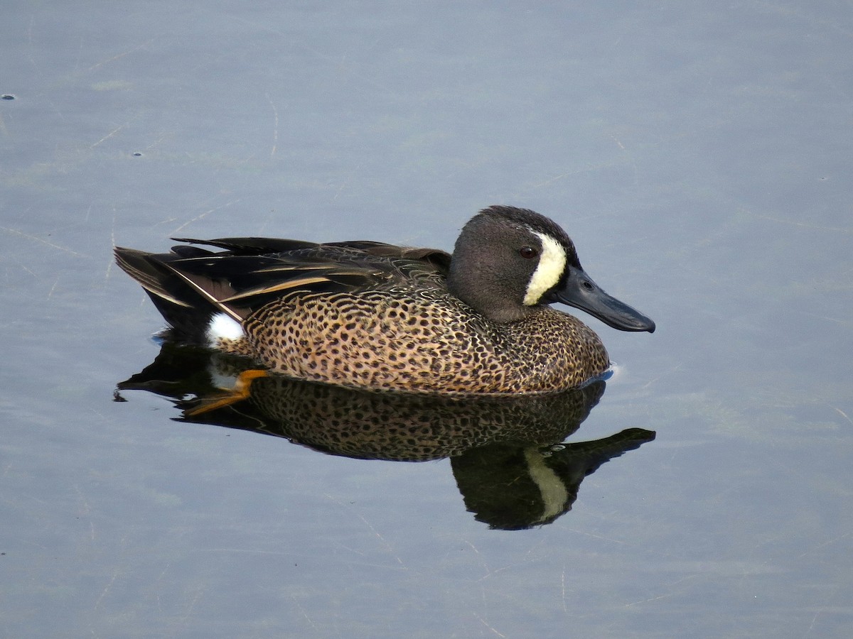 Blue-winged Teal - ML126878521