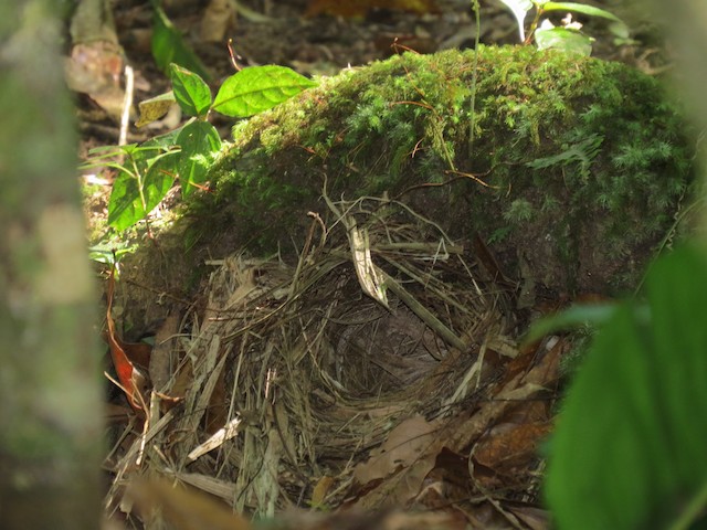 Nest; general view. - Slate-throated Redstart - 