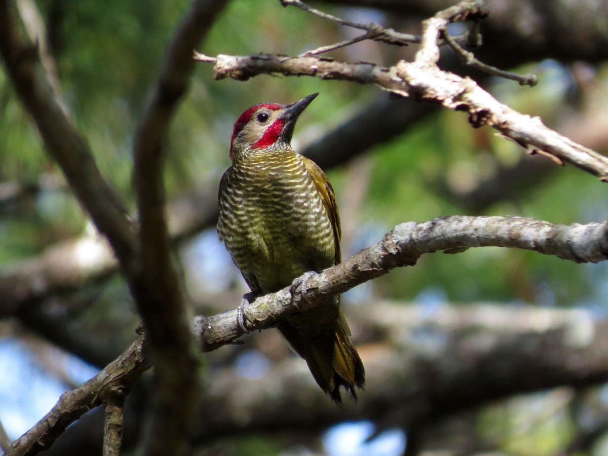 Golden-olive Woodpecker - ML126879551