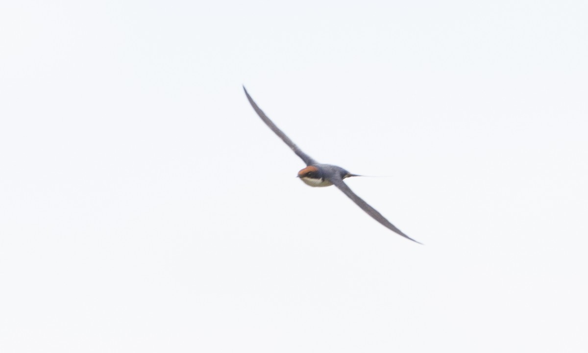 Wire-tailed Swallow - ML126880411