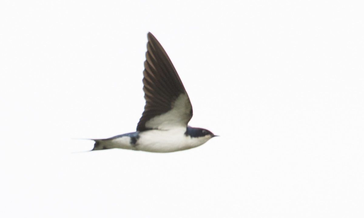 Wire-tailed Swallow - ML126880421