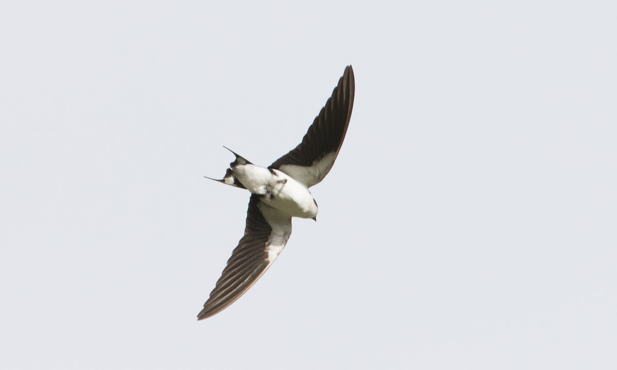 Wire-tailed Swallow - ML126880431