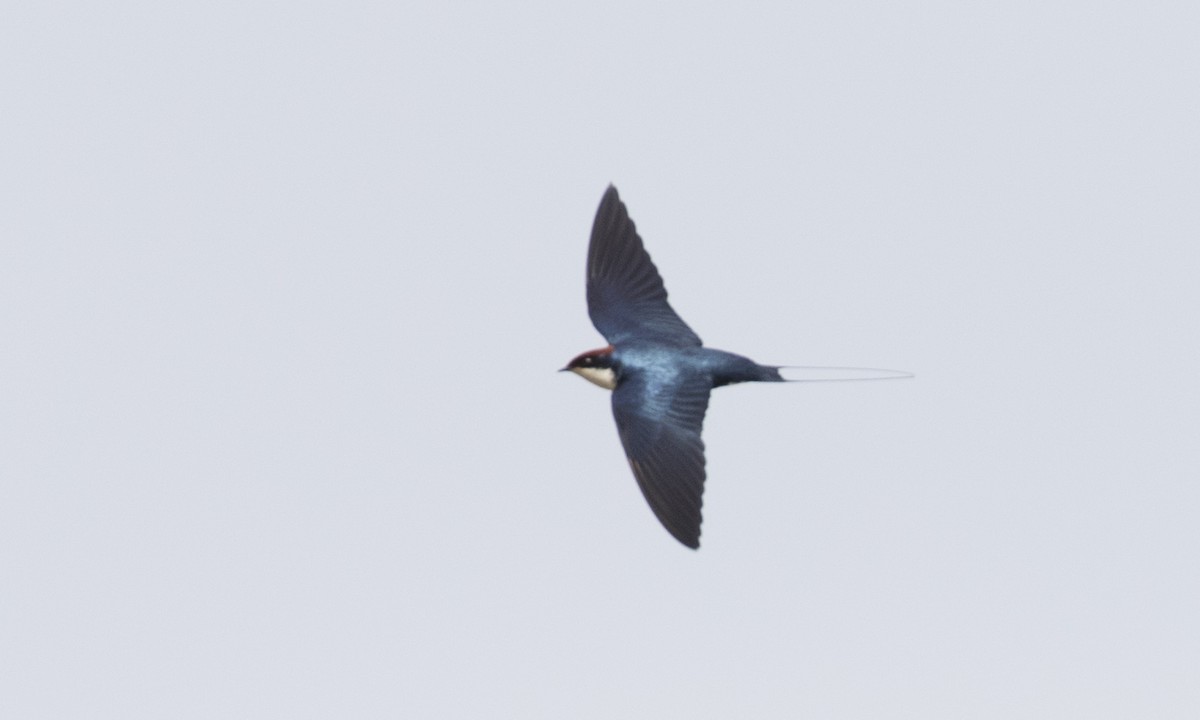 Wire-tailed Swallow - ML126880441