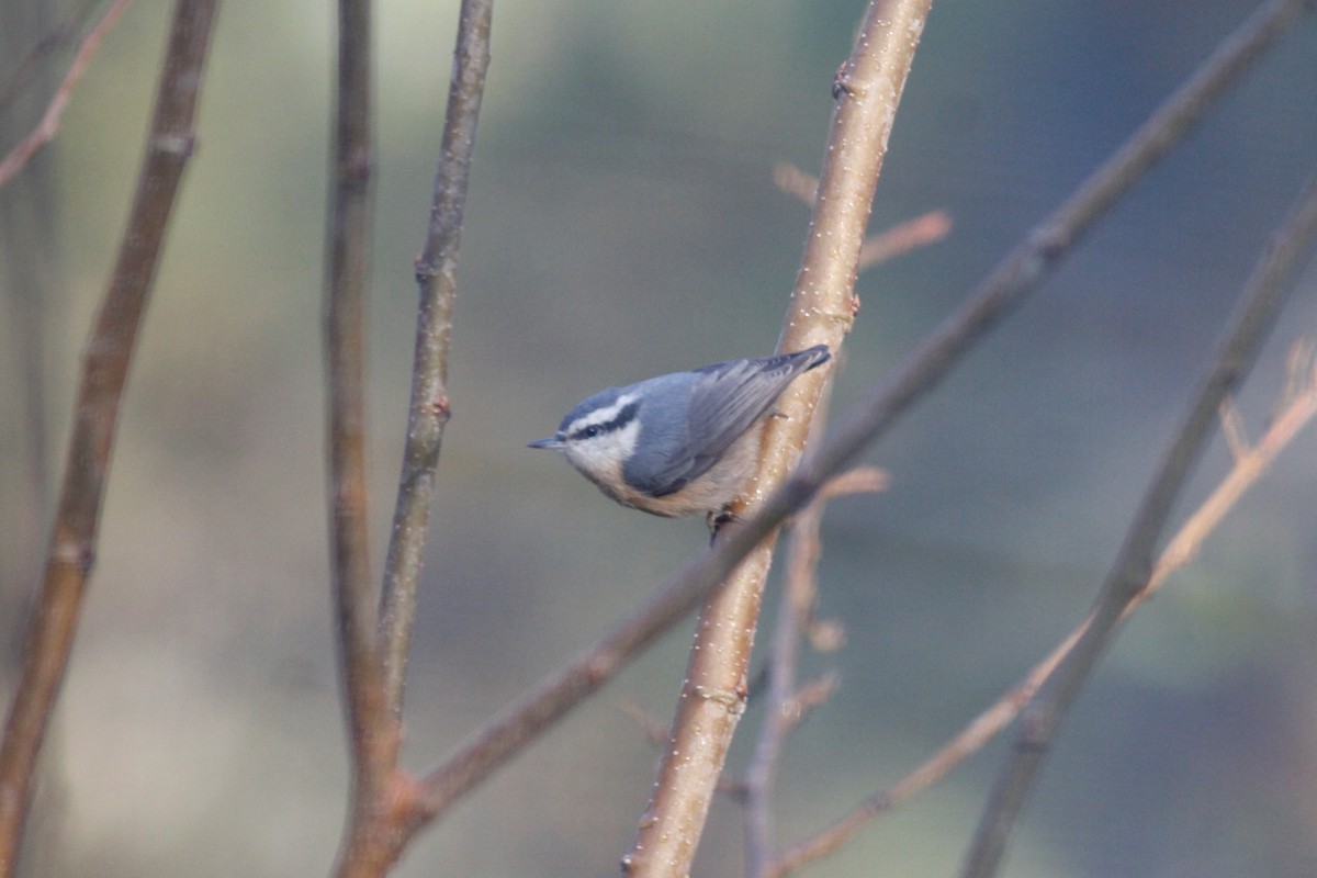 Red-breasted Nuthatch - ML126884241
