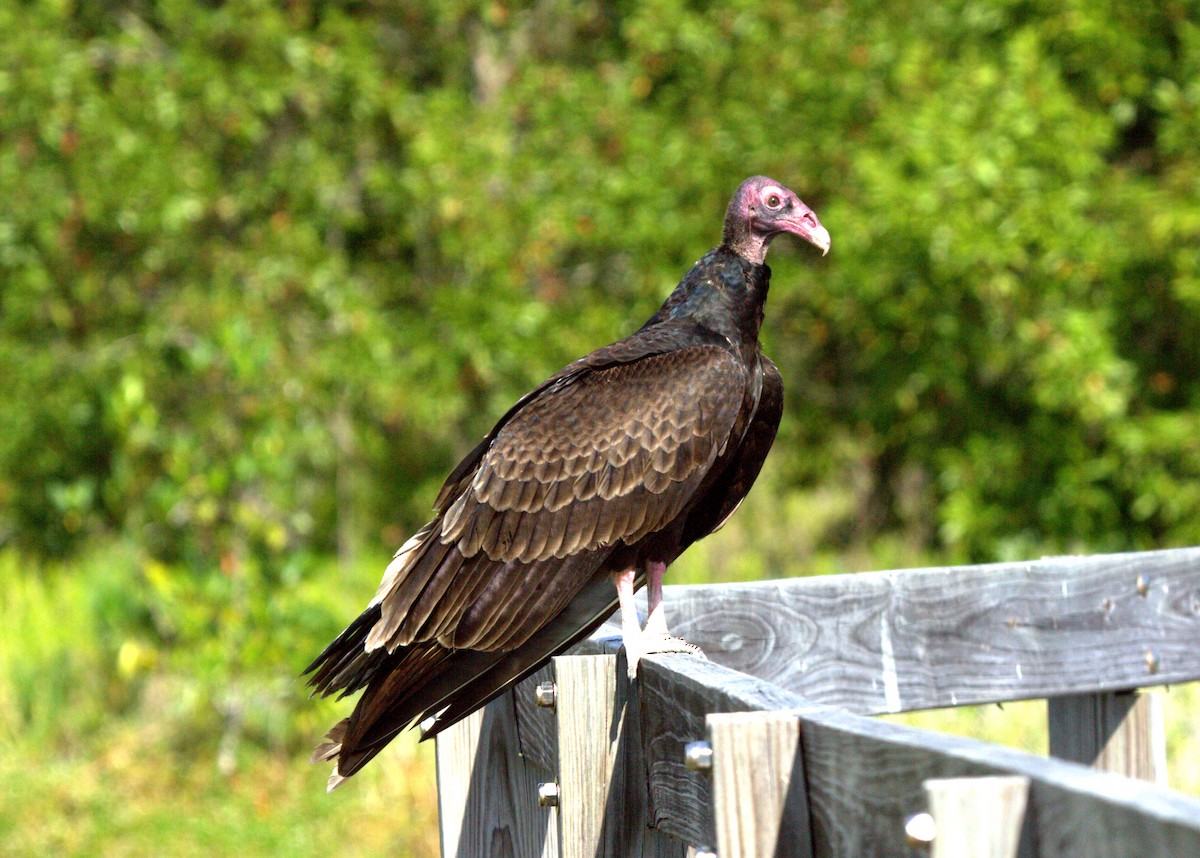 Turkey Vulture - Tom Lally