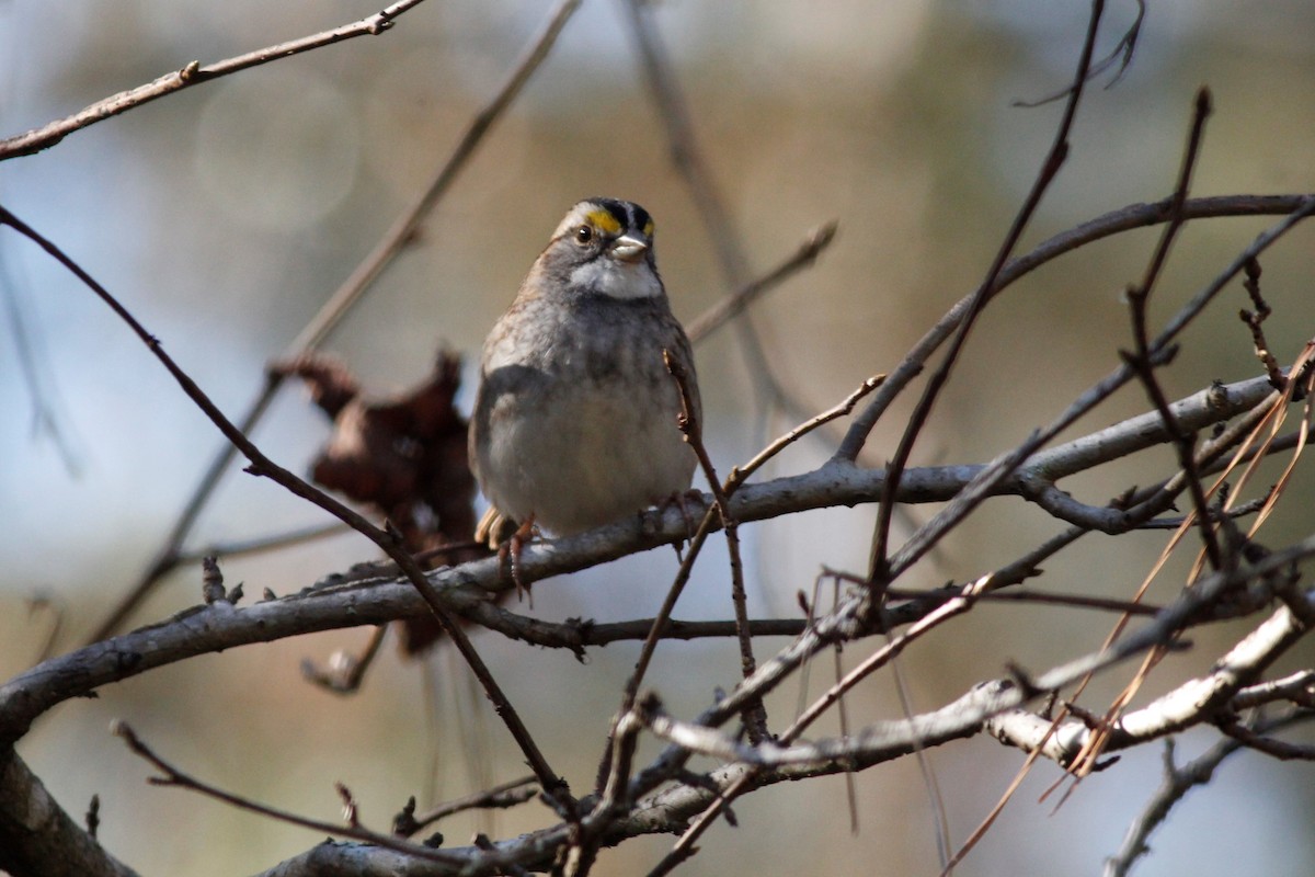 White-throated Sparrow - ML126884831